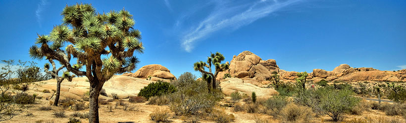 Joshua Tree NP, California Weather Forecast / Climate